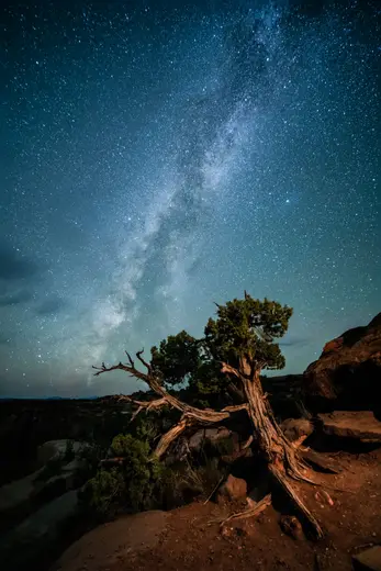 Lone Pine Stacked w-NR.jpg