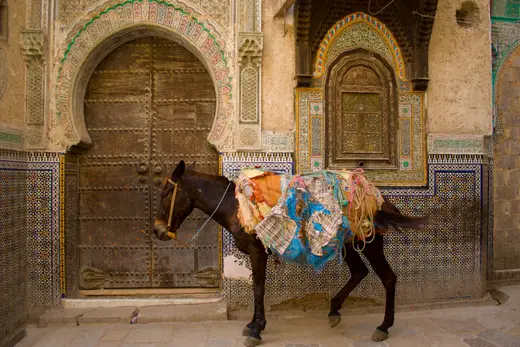 The Horse - Morocco-1906.jpg