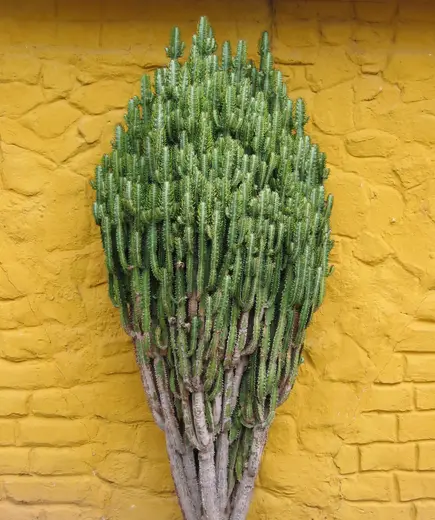 Final Yellow Wall and Green Bush.jpg